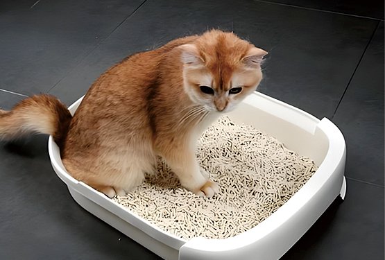膨润土猫砂的优缺点