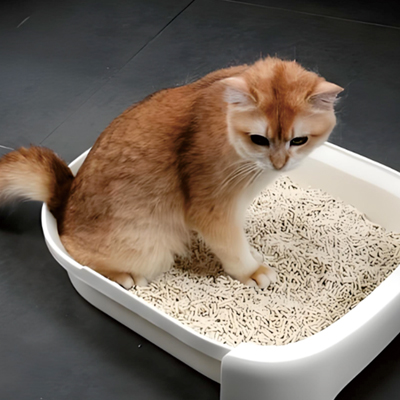 猫砂